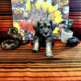 River - White female Schnoodle puppy in Tucson, Arizona from Smart Schnauzers & Schnoodles