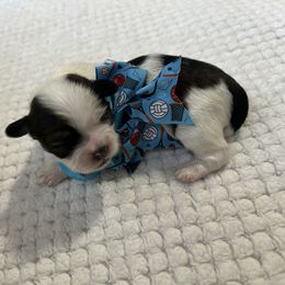 Gio - Tricolor male Shih Tzu puppy in Boston, Massachusetts from London's puppies
