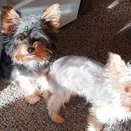Tank - Yorkshire Terrier