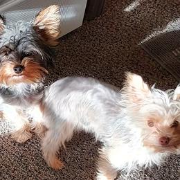 Tank - Yorkshire Terrier