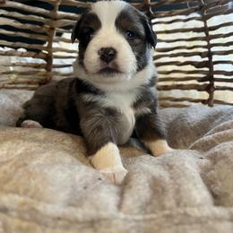Australian Mountain Doodle and Miniature American Shepherd Puppies from Little Loves Farm