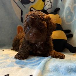 Milo - Brown male Poodle puppy in Patterson, New York from Pixie Poodles
