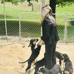 Puppy Girl 2 - Black and tan female Afghan Hound puppy in Carlisle, Pennsylvania from Winterberry Afghan Hounds