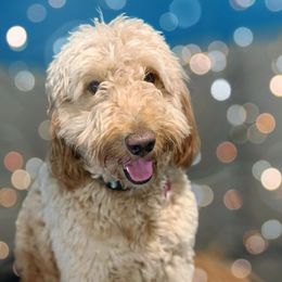 Honey - Goldendoodle