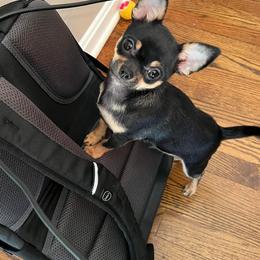 Chihuahua Puppies from Sophia Jade's Chi Brigade
