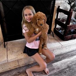 Girl 3 - Red  female Goldendoodle puppy in Austin, Texas from Central Texas Doodles