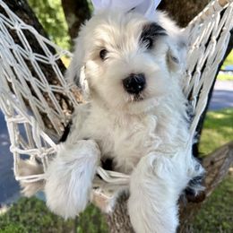 Gray collar - Black and white female Sheepadoodle puppy in Camden, North Carolina from Luv My Doodle