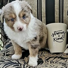Miniature Australian Shepherds and Toy Australian Shepherds from Kim Mayo
