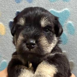 Joy - Black and silver female Miniature Schnauzer puppy in Frankford, Delaware from Miniature Schnauzers of Delmarva