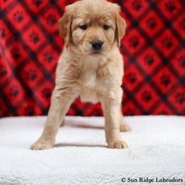 Labrador Retriever Puppies from Sun Ridge Labradors