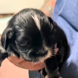 Jasmine - Brown female Lhasa Apso puppy in Fort Worth, Texas from Cynthia's Lhasa Apsos