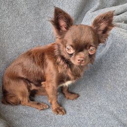 Choco - Chihuahua