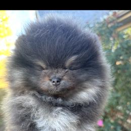 Pomeranian Puppies from Lacey Lawrence
