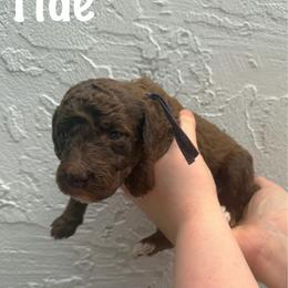 Tide - Chocolate female Goldendoodle puppy in Atlantic Beach, Florida from Glamorous Golden Doodles