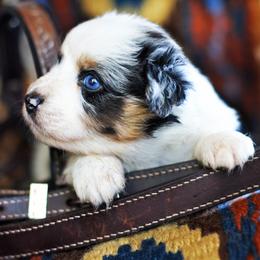 Star Crunch - Blue merle female Australian Shepherd puppy in Paola, Kansas from Tiz Ranch