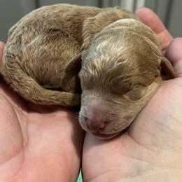 White collar - Apricot male Goldendoodle puppy in Fairfield, California from Twin Sisters Doodles