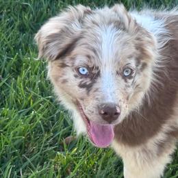 Rainer - Red merle male Miniature Australian Shepherd puppy in California from Eagle River Aussies