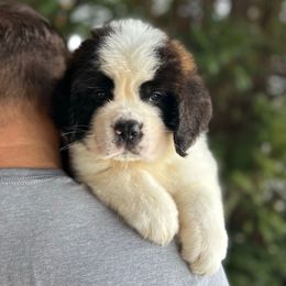 Yellow Collar - Brown and white male Saint Bernard puppy in New York from Johnson Farms