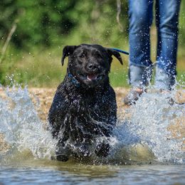 Star - Labrador Retriever