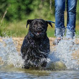 Star - Labrador Retriever