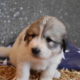 George - Great Pyrenees puppy in Arroyo Grande, California from Wild Bunch Ranch - Home of Le Patou Great Pyrenees