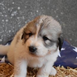 George - Great Pyrenees puppy in Arroyo Grande, California from Wild Bunch Ranch - Home of Le Patou Great Pyrenees