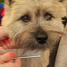 Cairn Terriers from CastleRock Cairns