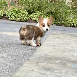 Pembroke Welsh Corgi Puppies from Trowbridge Corgis