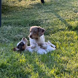 Honey Bee - Dapple female Dachshund puppy in Ben Wheeler, Texas from P&P Dachshunds