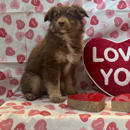 Cocoa Bean - Red tri-color female Australian Shepherd puppy in Rochelle, Illinois from Countryside Kennels and Aussies