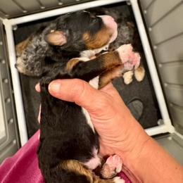 Cosmo - Tri-color male Bernedoodle puppy in Rock Hill, South Carolina from LolliPop Farms