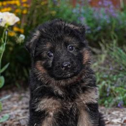 Red Collar - Black and red female German Shepherd puppy in Howell, Michigan from Sheyenne’s Shepherds