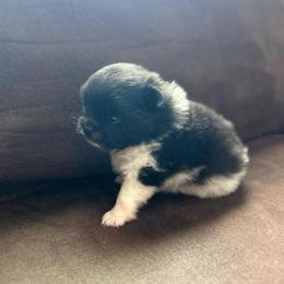 Now taking Deposits Polly - Black parti female Pomeranian puppy in Zavalla, Texas from Precious Puff Poms