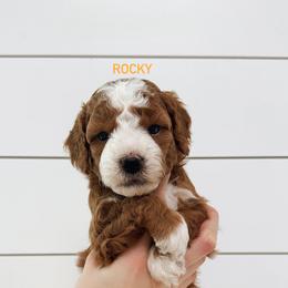Rocky - Red  male Goldendoodle puppy in Rio Linda, California from GoldendoodlePaw