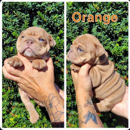 Orange - Fawn and white male Bulldog puppy in Seattle, Washington from Authentic Bullys