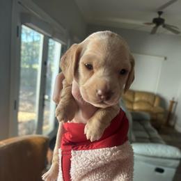 Pink - Cream female Dachshund puppy in Huntsville, Alabama from Bryant’s Miniature Dachshunds