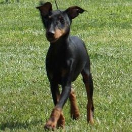 Manchester Terriers from Paradise Ranch