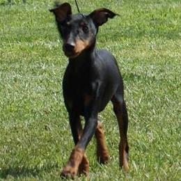Manchester Terriers from Paradise Ranch