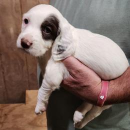 Girl 2 - Chestnut female Llewellin Setter puppy in North Dinwiddie, Virginia from Pups Furever