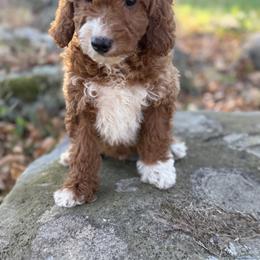 Goldendoodle Puppies from Woodland Acres