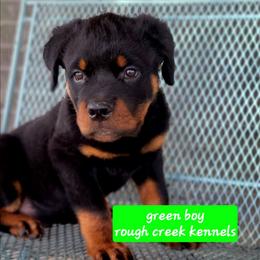 Green boy - Black and mahogany male Rottweiler puppy in Custer County, Oklahoma from Rough Creek Kennels