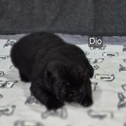 Dio (blue collar) - Black male Labrador Retriever puppy in Greenwich, Ohio from Pure Gem Kennel