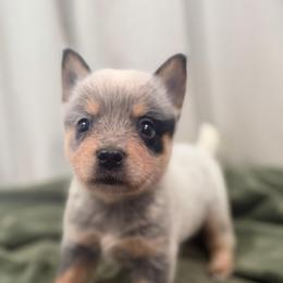 Dingo - Blue speckled male Australian Cattle Dog puppy in Rosharon, Texas from 4Surge Cattle Dogs