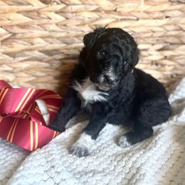 Hermione Granger - Black female Bordoodle puppy in Valley Center, California from Circle R Valley Farms