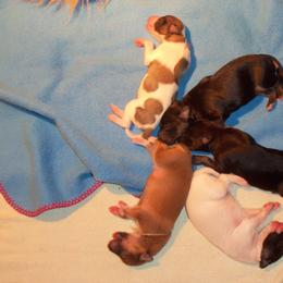 Windsprite Puppies from Stone House Windsprites