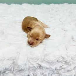 Genevieve - Caramel red female Australian Labradoodle puppy in Springfield, Ohio from Dawson & Daryn's Royal Companions
