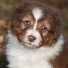 Dakota - Red tri-color female Australian Shepherd puppy in Easton, Missouri from MMA Kennel