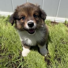 Pembroke Welsh Corgi Puppies from South Shore Corgis