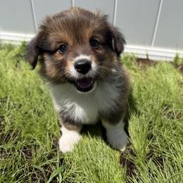 Pembroke Welsh Corgi Puppies from South Shore Corgis