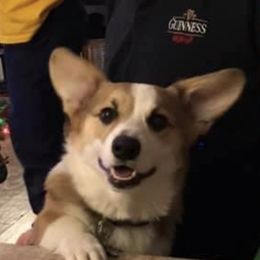 Pembroke Welsh Corgi Puppies from Coyote Creek Corgis